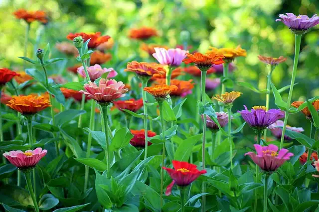Zinnia Garden Fashion: Designing with a Rainbow of Blooms