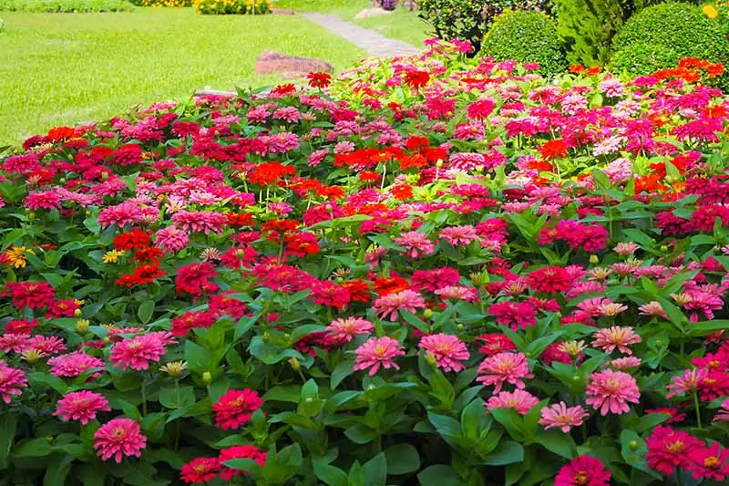 zinnia border garden path