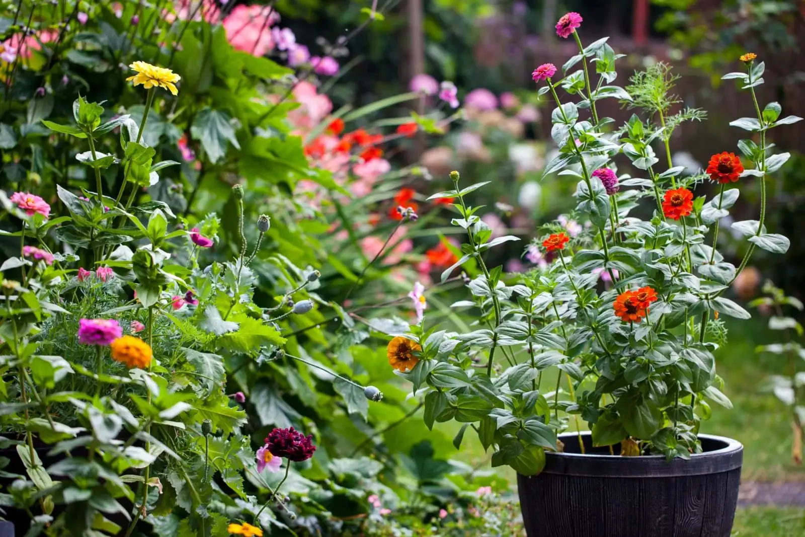 zinnia in patio container