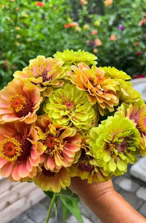 zinnia cut flower arrangement