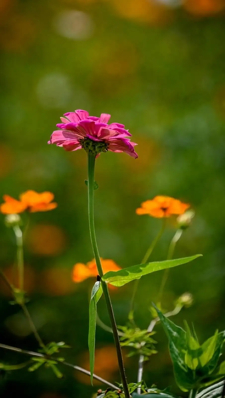 Propagating Zinnias: From Seed to Spectacular Blooms