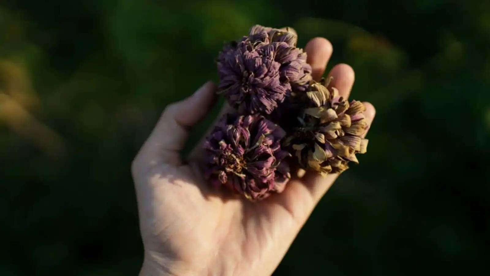 zinnia seed collection process