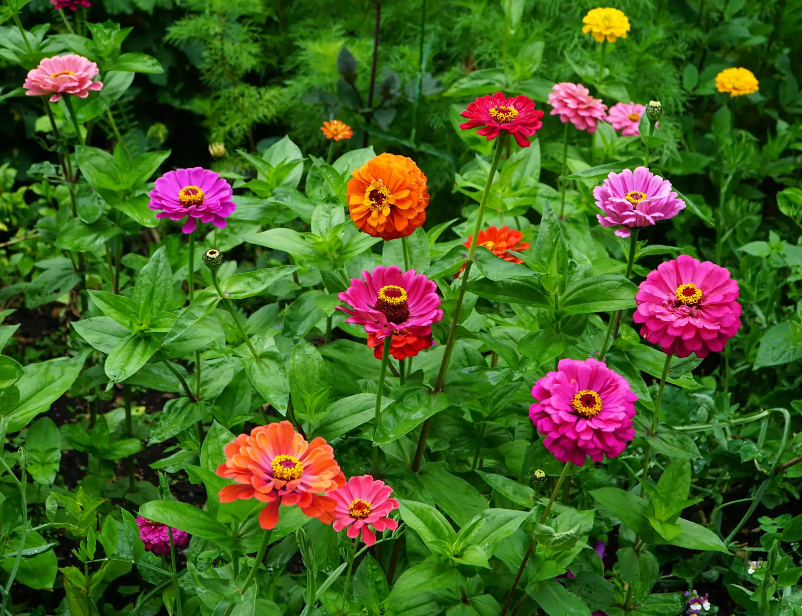 zinnia direct sowing garden