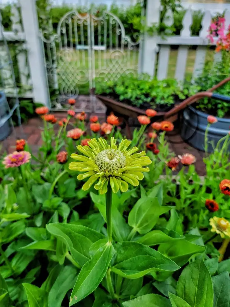 zinnia indoor seed starting setup