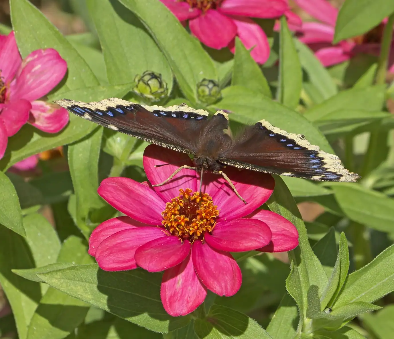 Pollinator Paradise: Attracting Butterflies with Zinnia Elegans