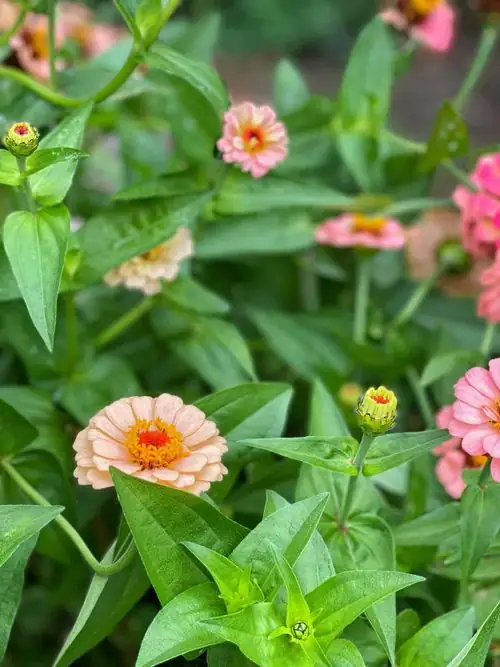 zinnia flowers close-up nectar