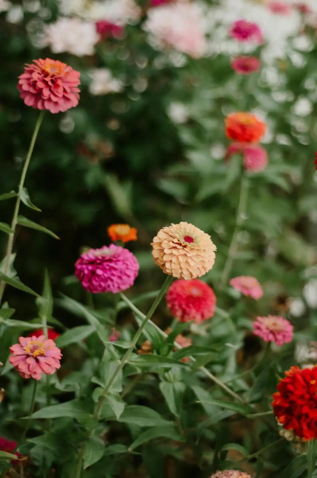 mixed zinnia varieties garden