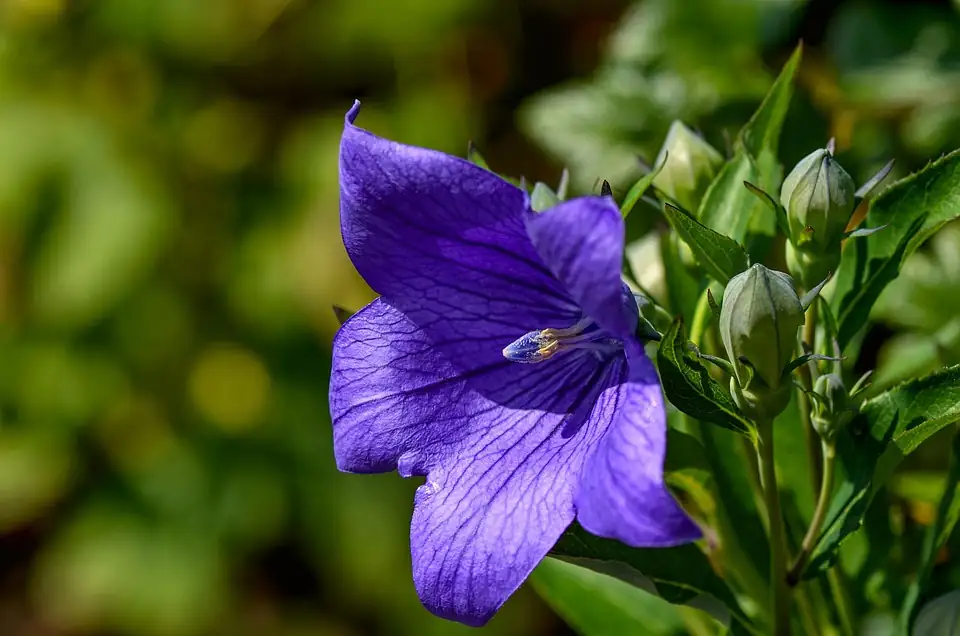 Mastering Balloon Flower Care: Secrets to Thriving Blooms