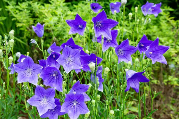 balloon flower sunlight exposure