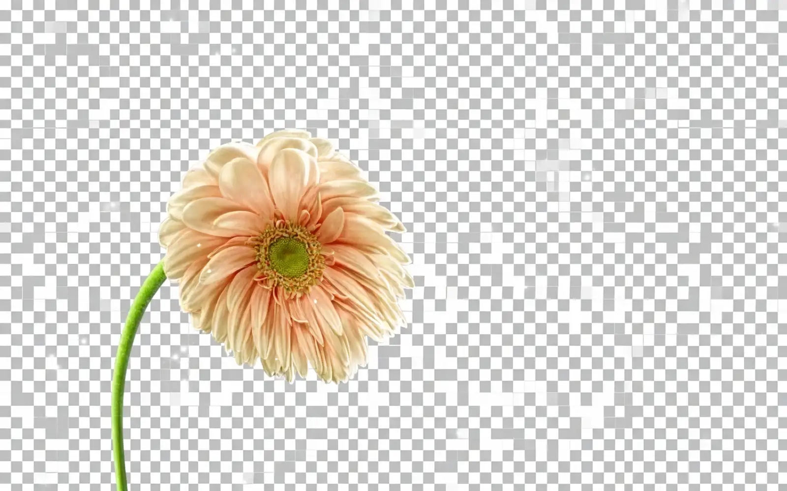 balloon flower fertilization process