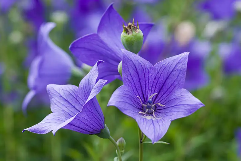 Battling Pests: Solving Common Balloon Flower Problems