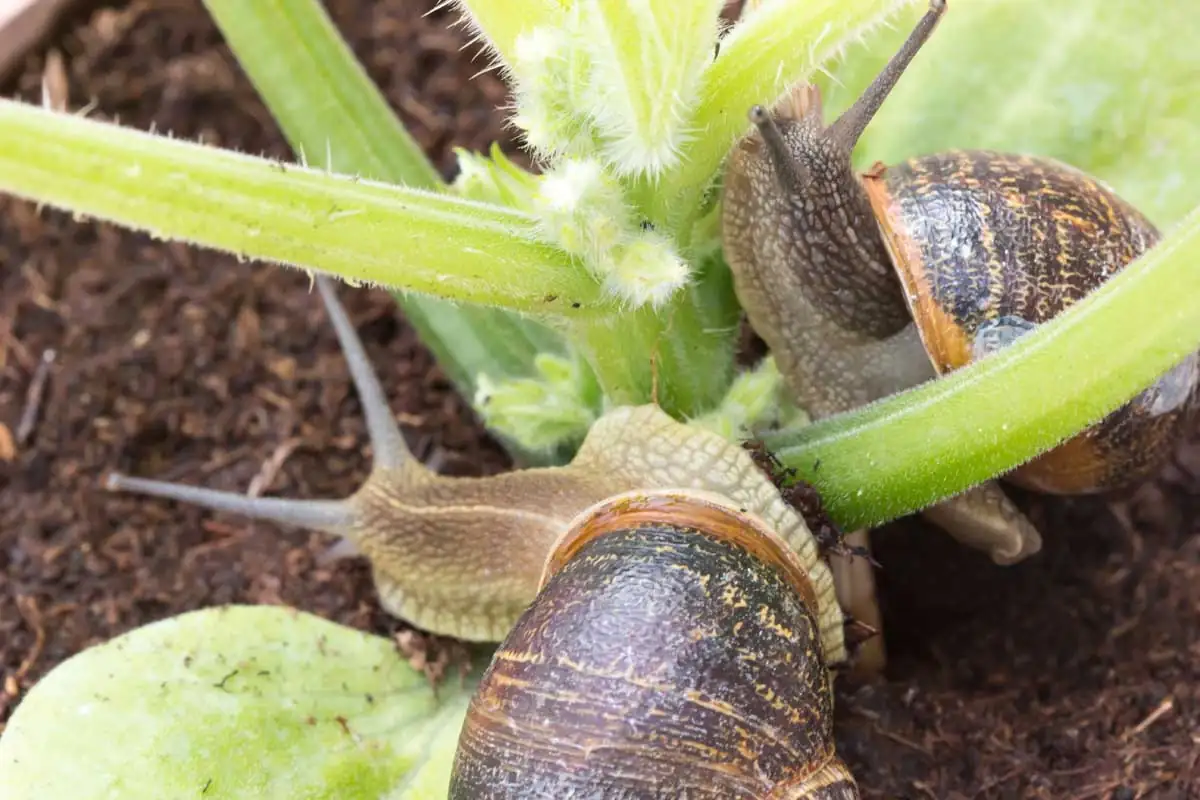 slug on garden plant