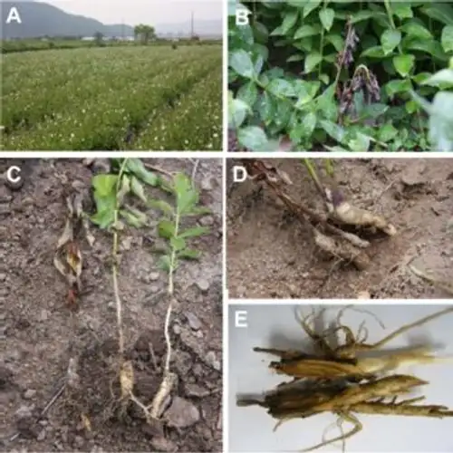 balloon flower root rot