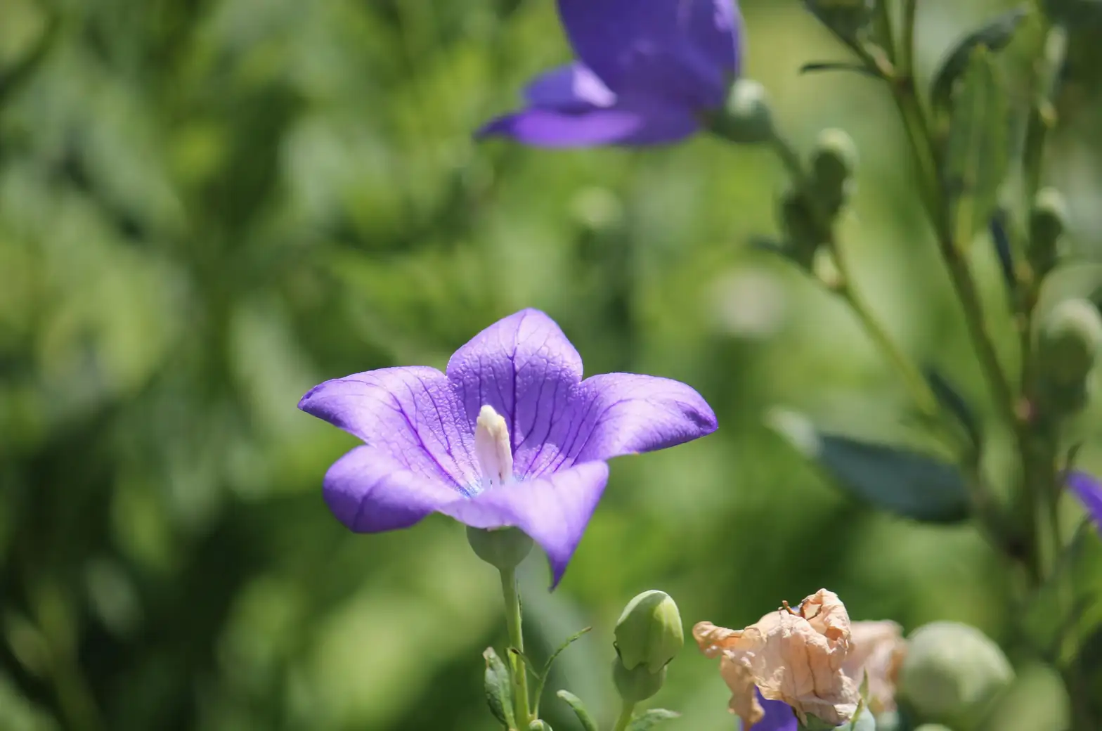 balloon flower garden care