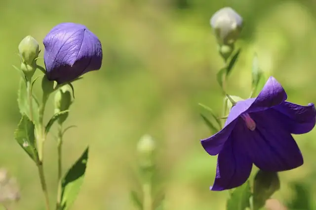 balloon flower bud close-up