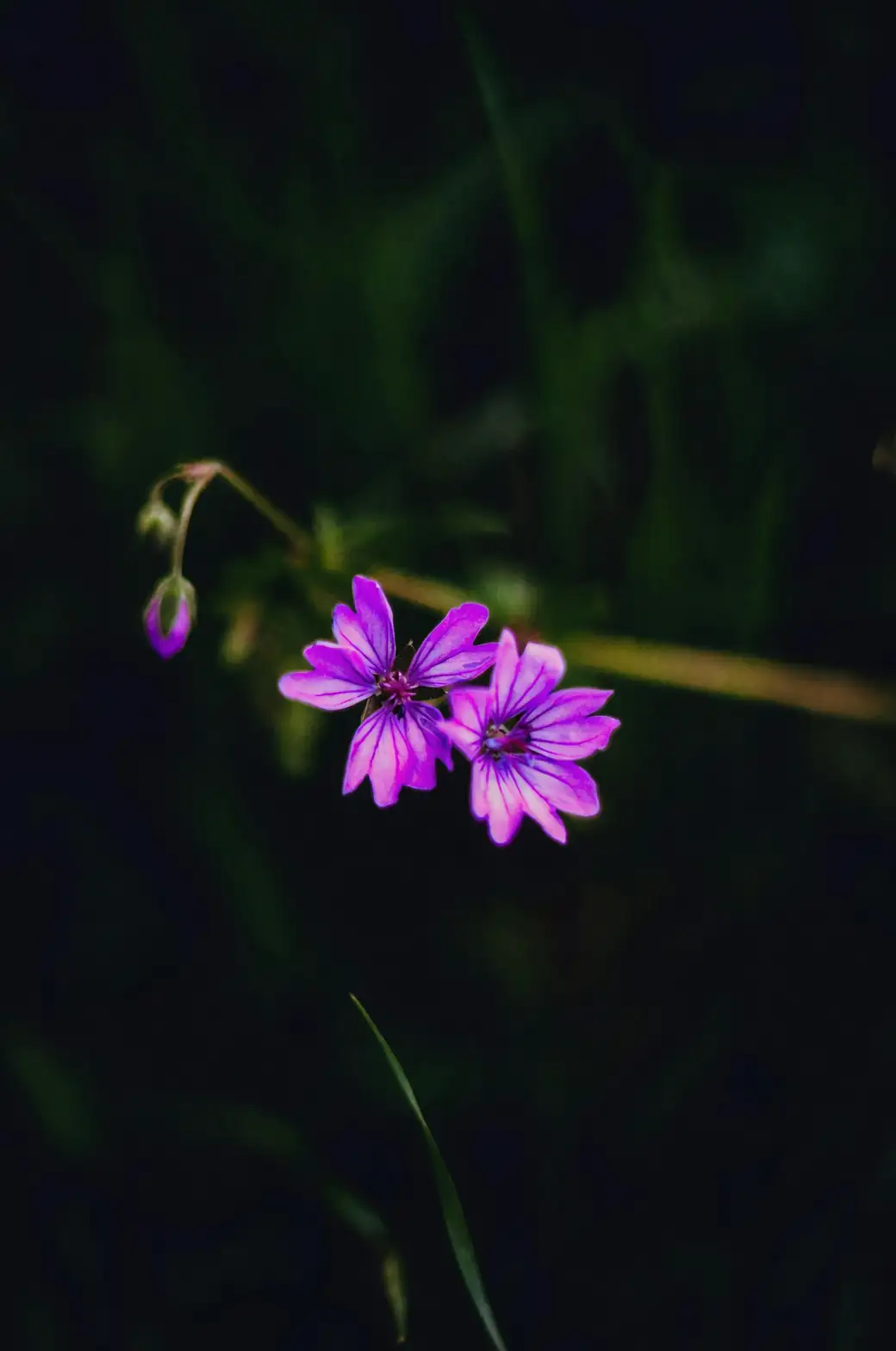 Symbolism in Bloom: The Cultural Significance of Balloon Flowers