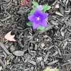 balloon flower garden cultivation