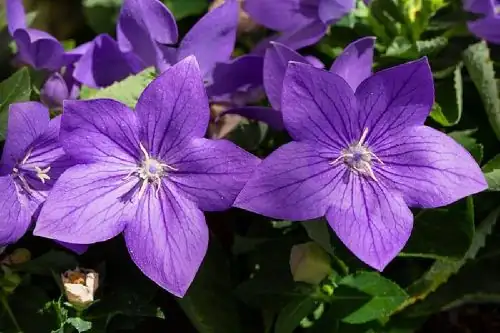 Bringing Balloon Flowers Indoors: A Guide to Beautiful Blooms Inside Your Home