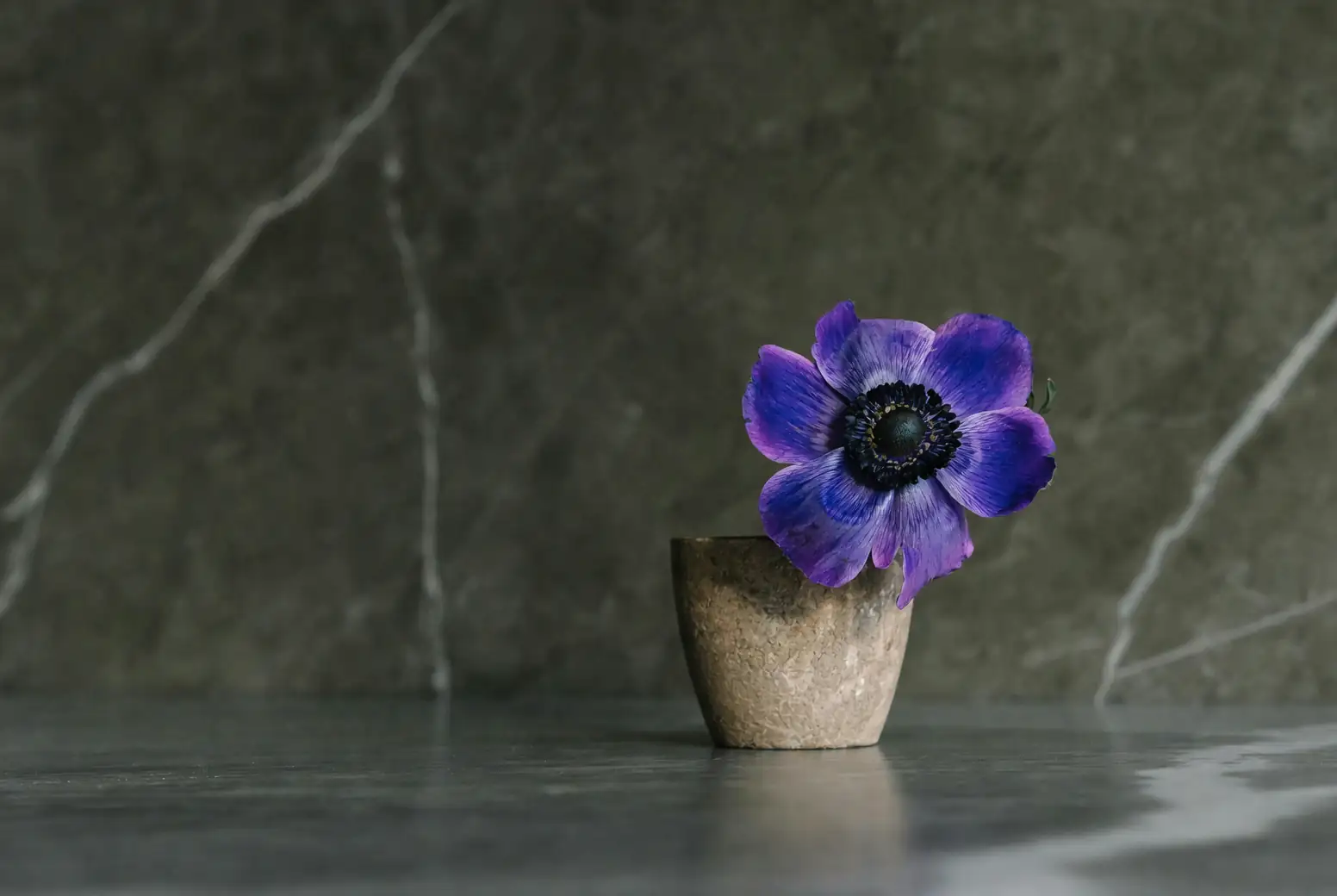 balloon flower in deep pot