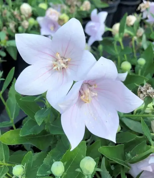 The Art of Propagation: Growing More Balloon Flowers from Seeds and Cuttings
