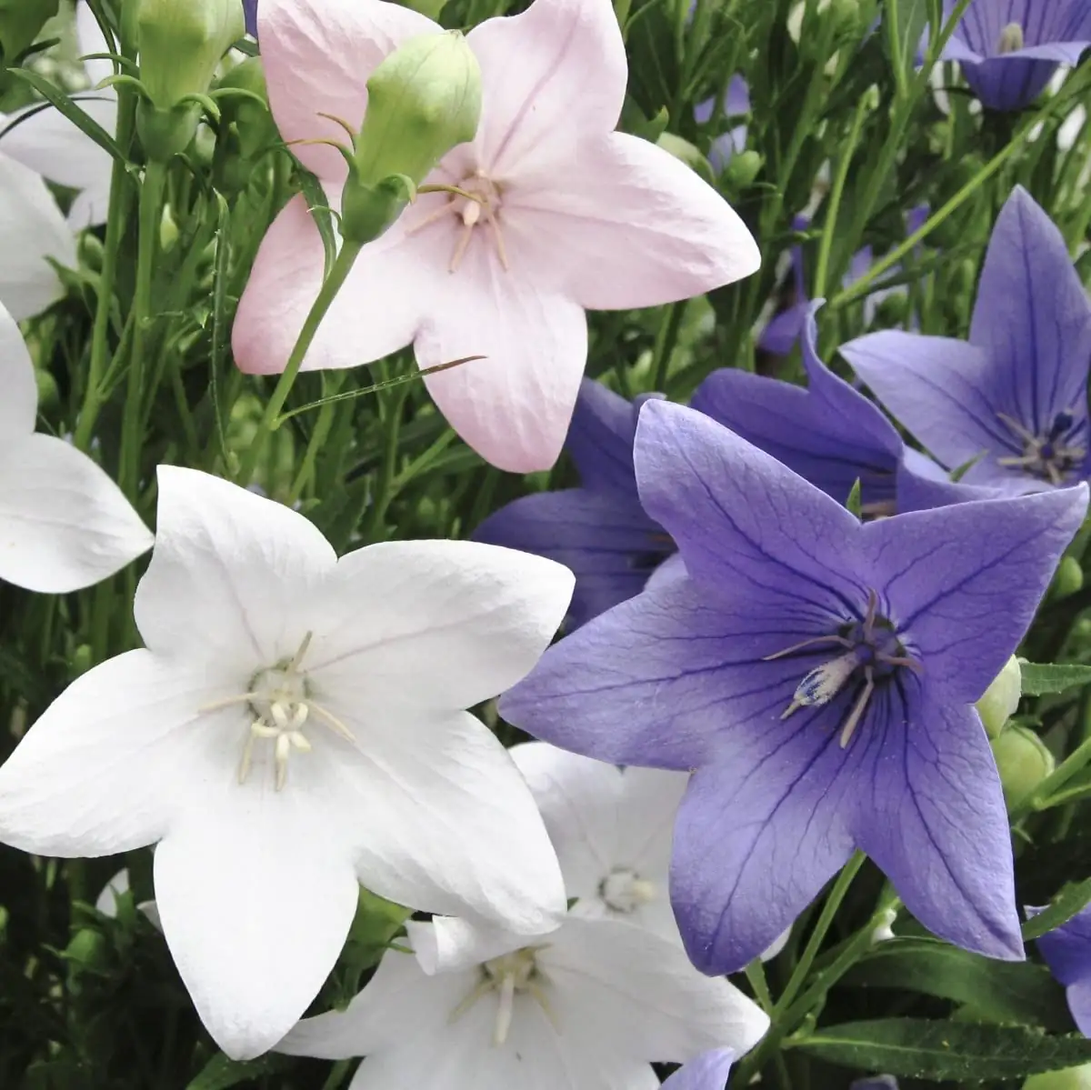 balloon flower seed planting process
