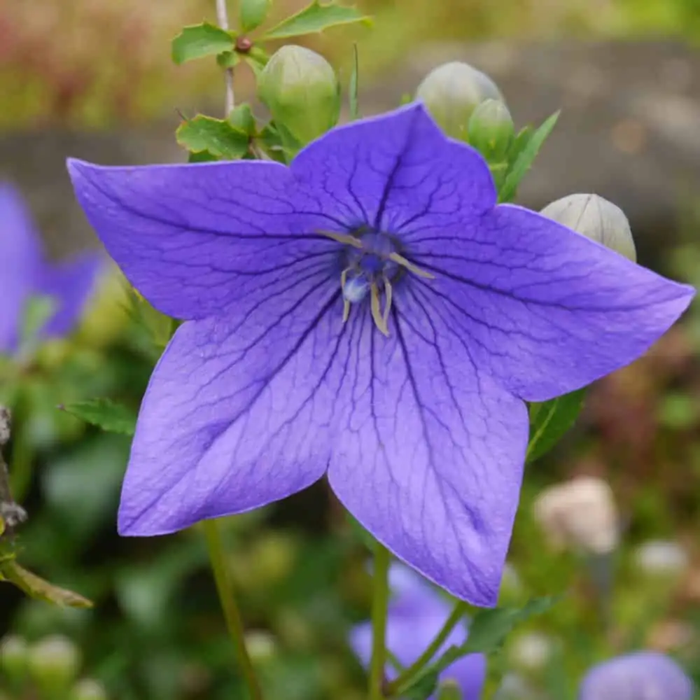 balloon flower cutting propagation