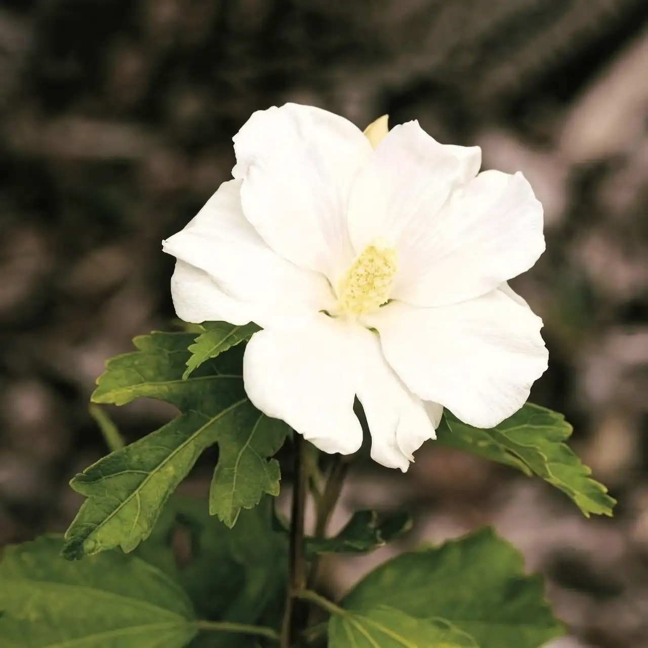rose of sharon and balloon flower