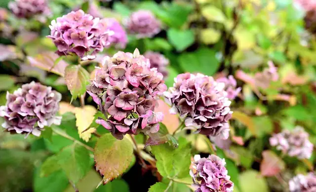 hydrangea and balloon flower garden