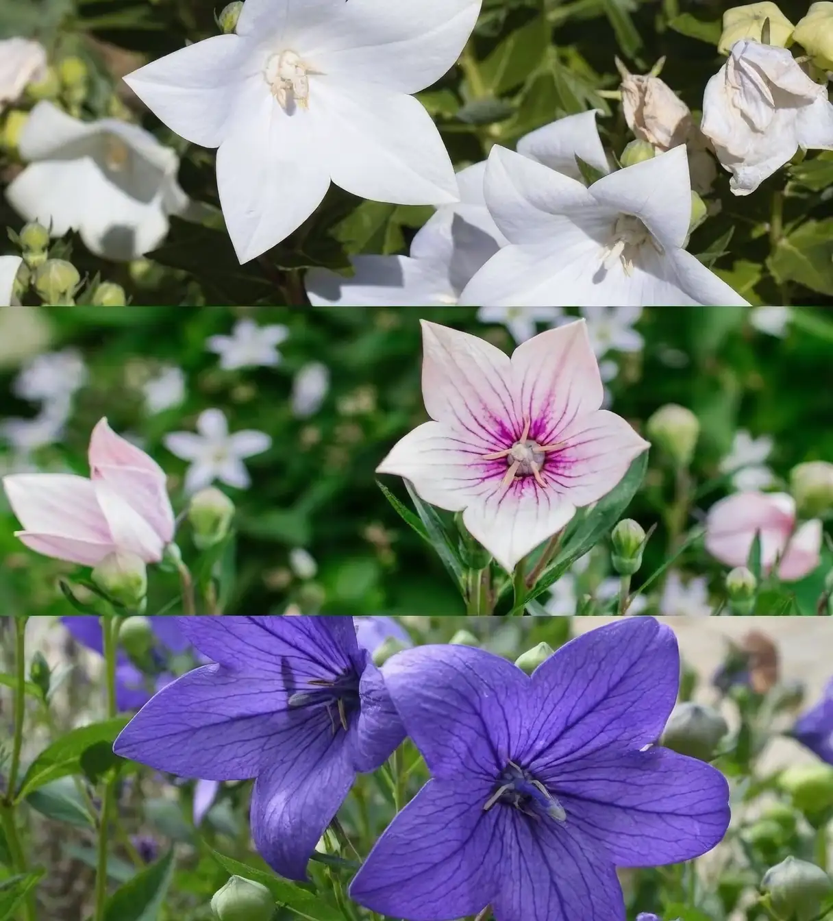 veronica and balloon flower mix