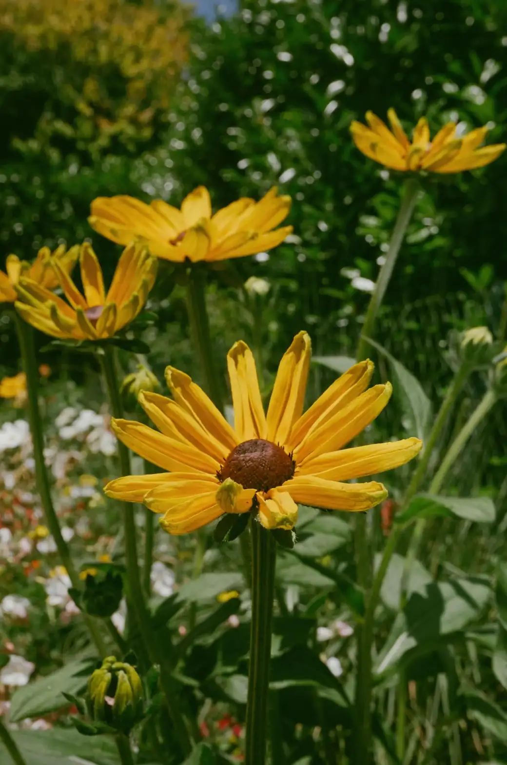 Sunshine in Your Garden: Mastering Black-eyed Susan Care