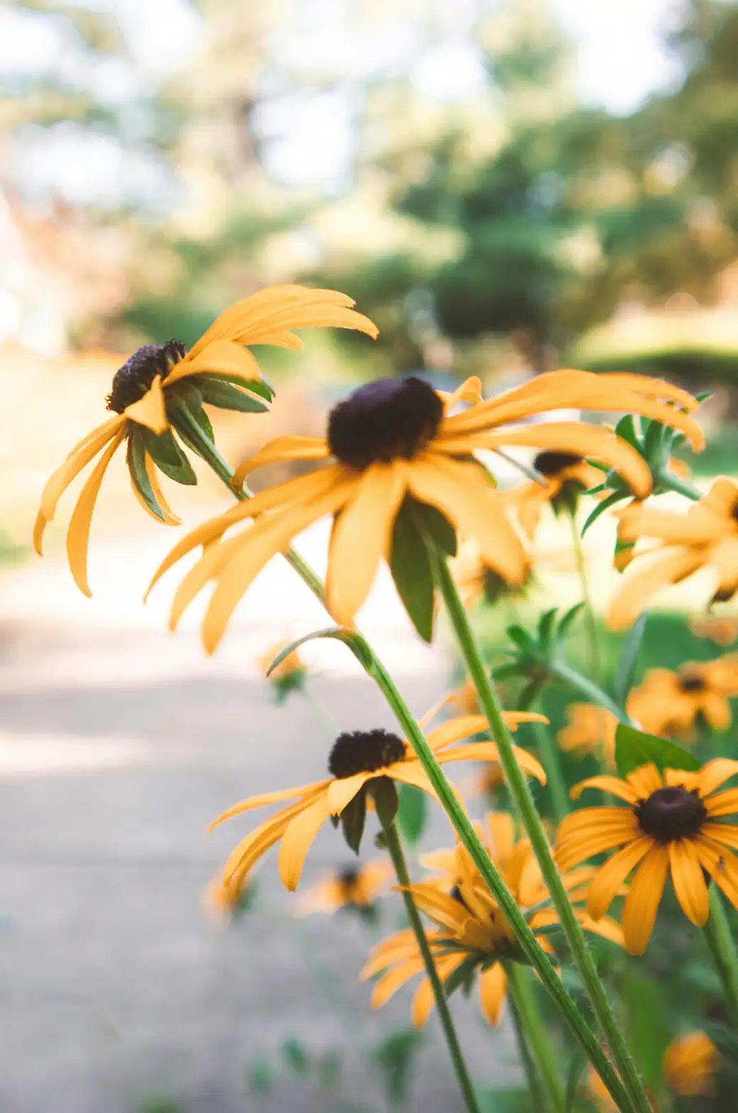 black-eyed susan in sunlight