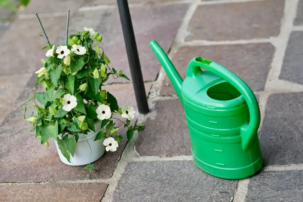watering black-eyed susan plants