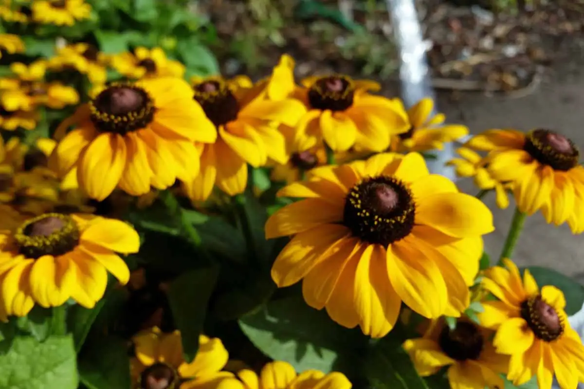Battling the Bugs: Troubleshooting Common Black-eyed Susan Pests