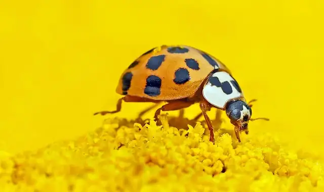 lady beetle on leaf aphids