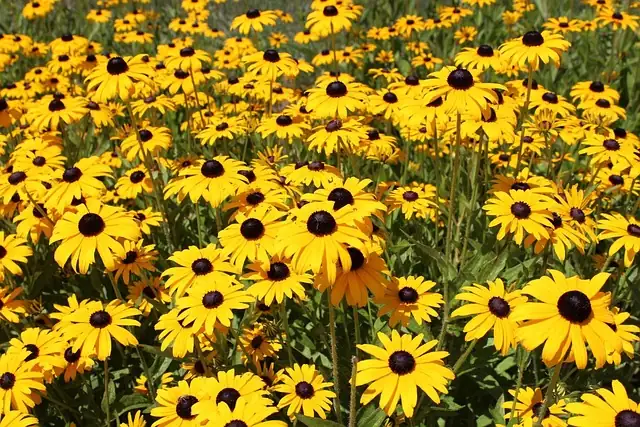 black-eyed susan wildflower field
