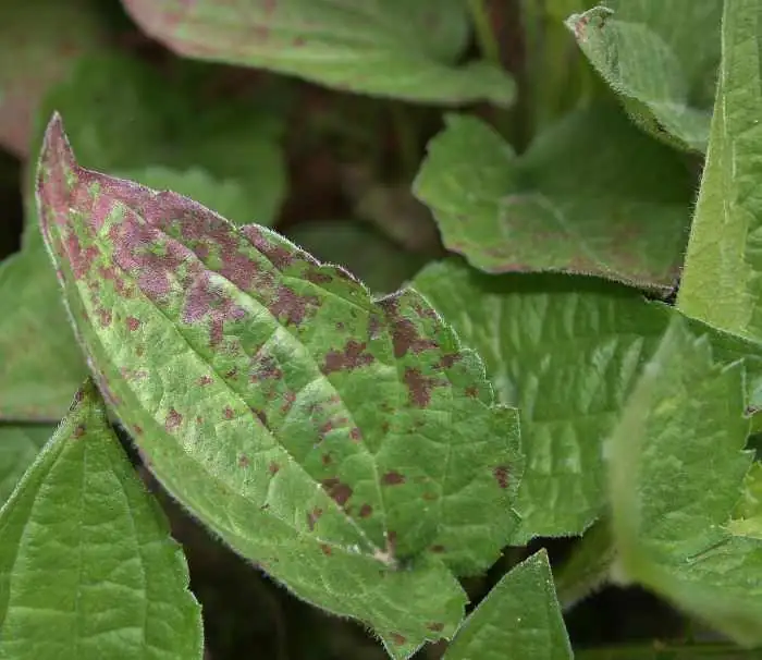 black-eyed susan close-up leaves