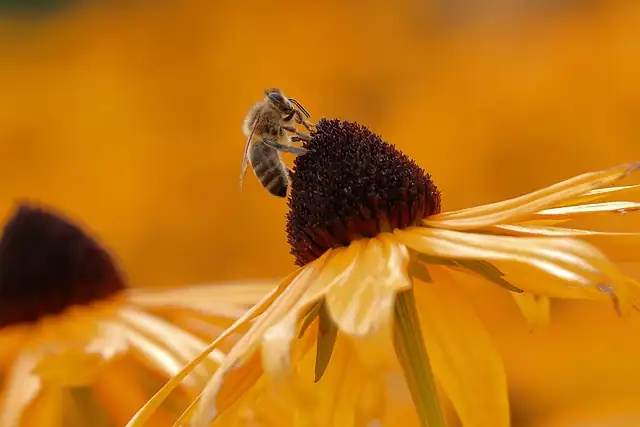 black-eyed susan pollinators bees