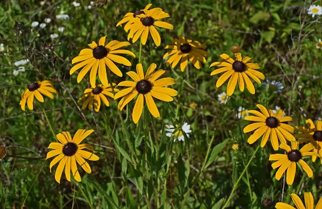 Black-eyed Susan Quirks: Why This Flower is a Gardener’s Delight