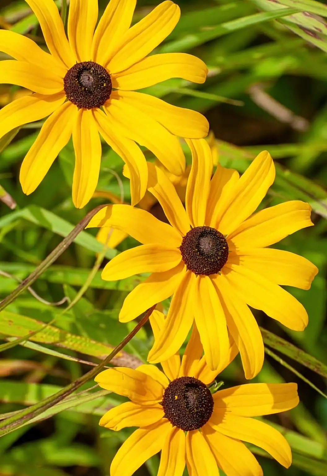 black-eyed susan close-up pollinators
