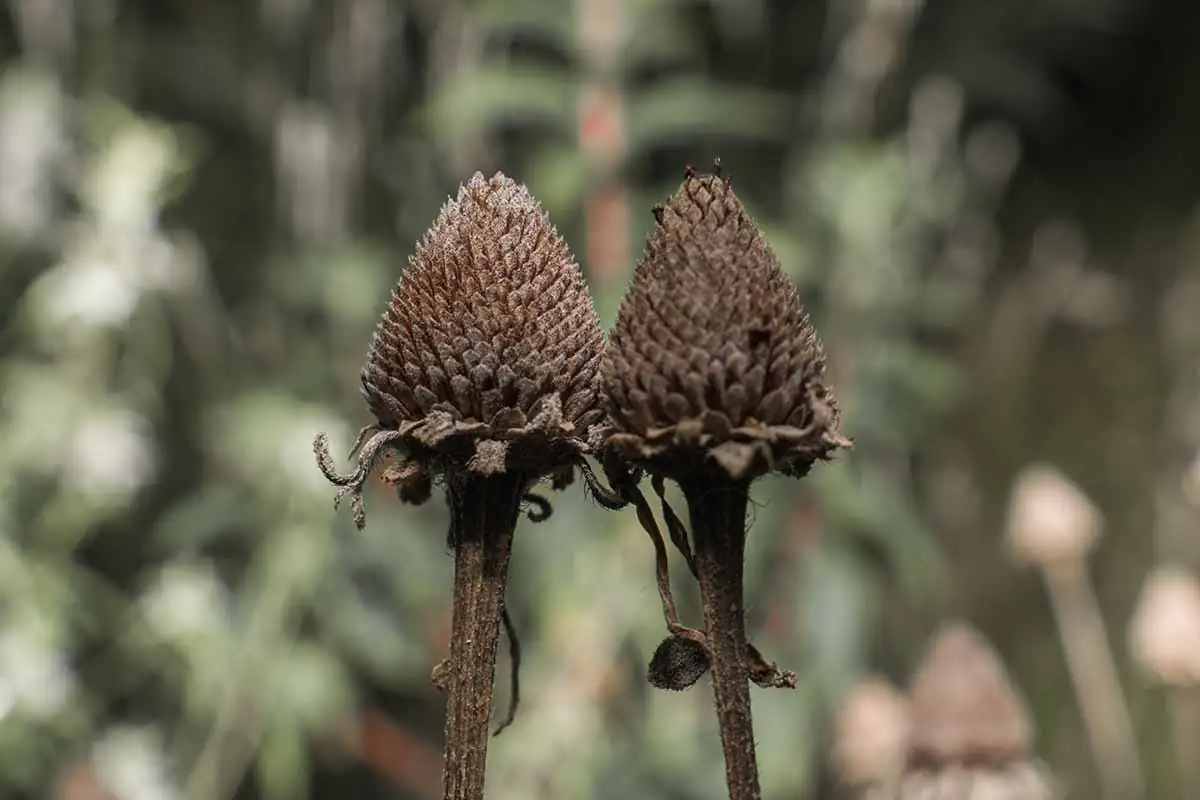 black-eyed susan seed heads birds