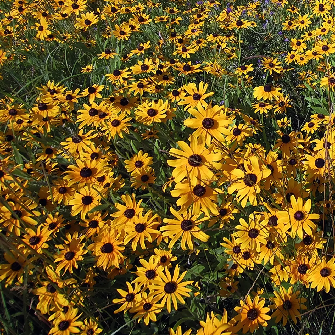 field of black-eyed susans