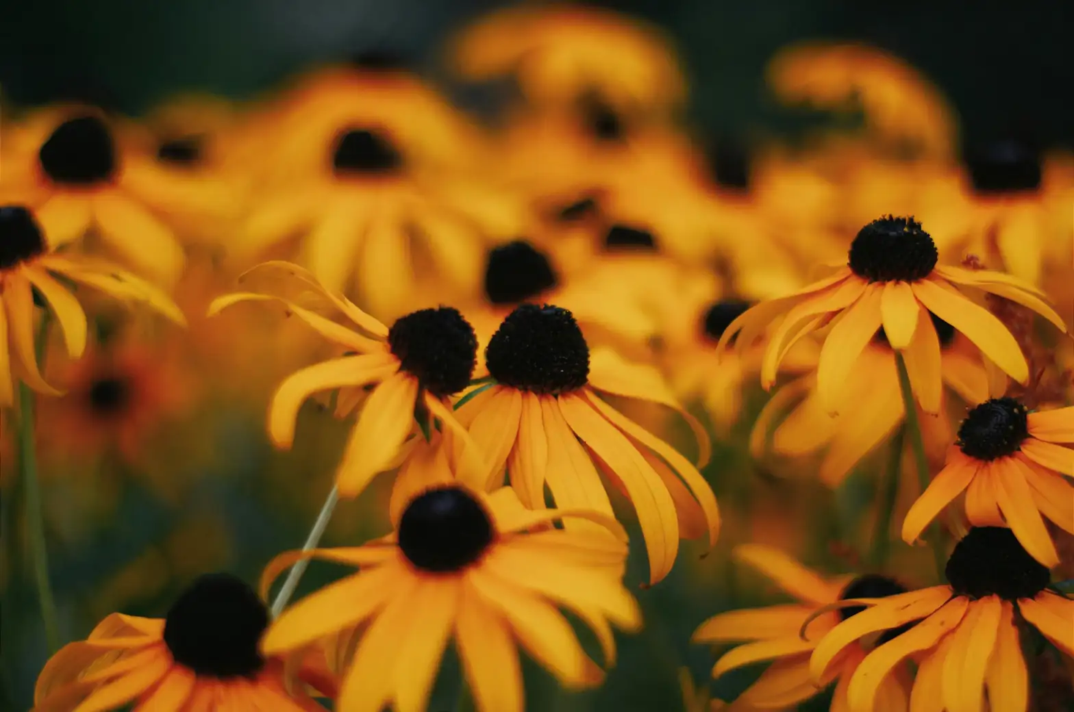 black-eyed susan garden care