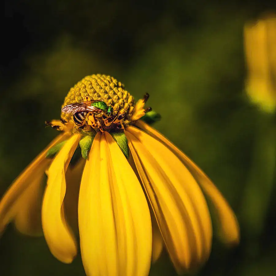Optimism in Bloom: The Symbolism Behind Black-eyed Susan