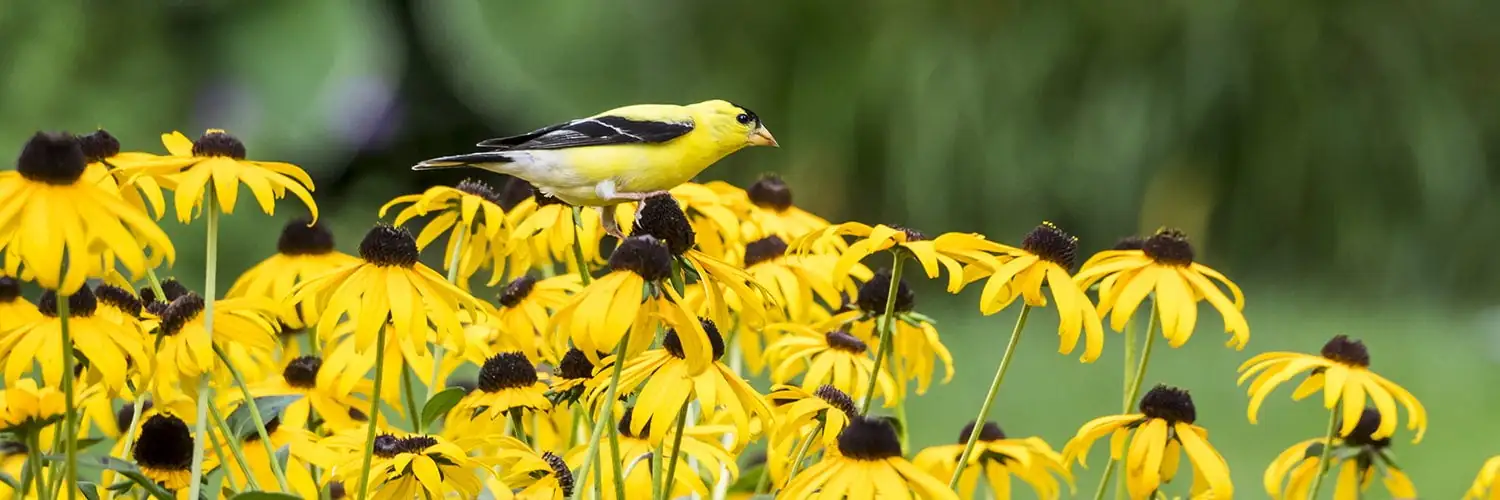 black-eyed susan goldfinches feeding