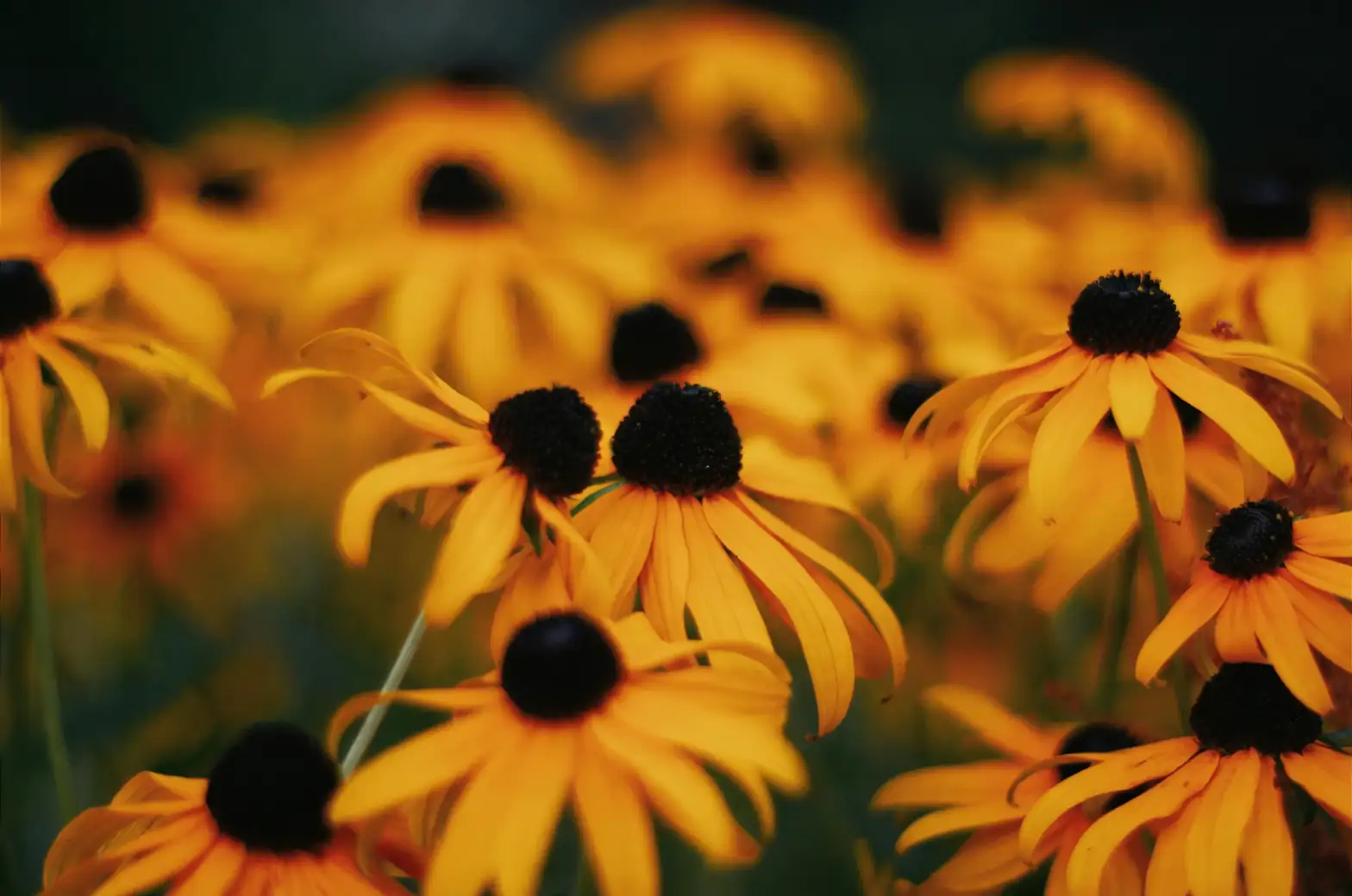 black-eyed susan garden care