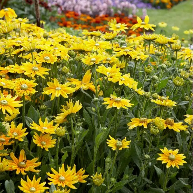 Designing with Sunshine: Incorporating Black-eyed Susan into Your Landscape