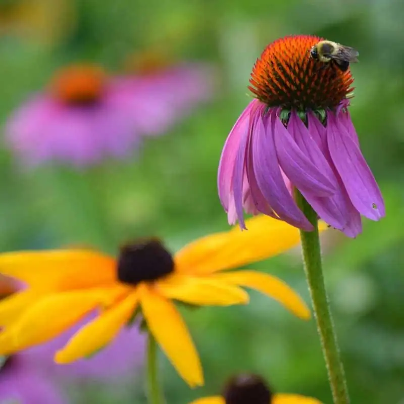 black-eyed susan and echinacea pairing