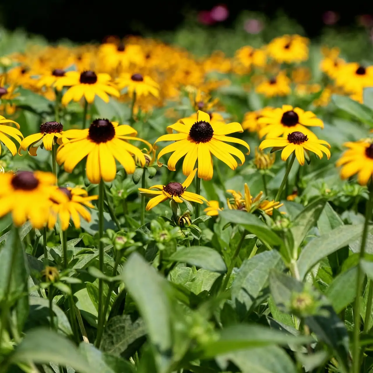 mass planting of black-eyed susan