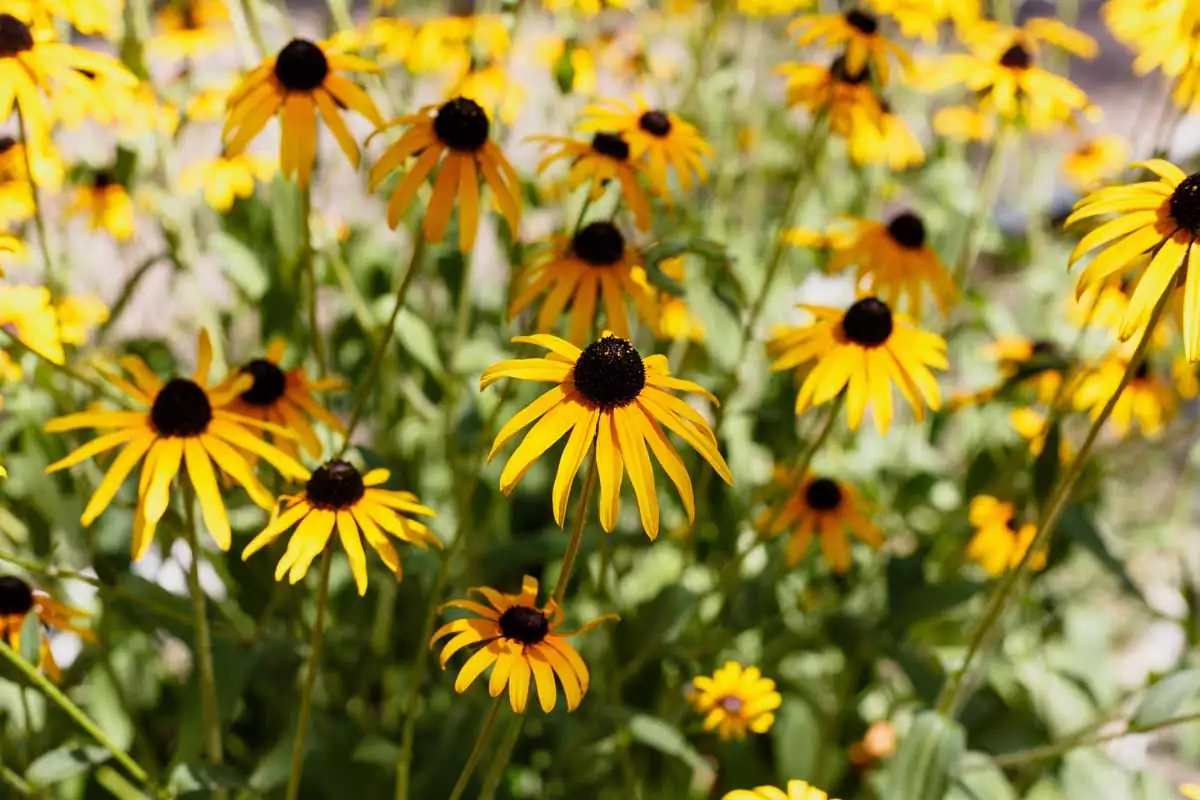 black-eyed susan care tips