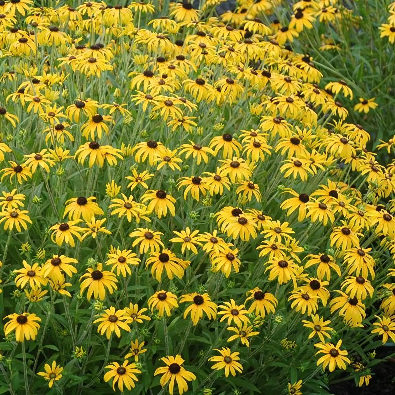 Seeding Success: A Propagation Masterclass with Black-eyed Susans